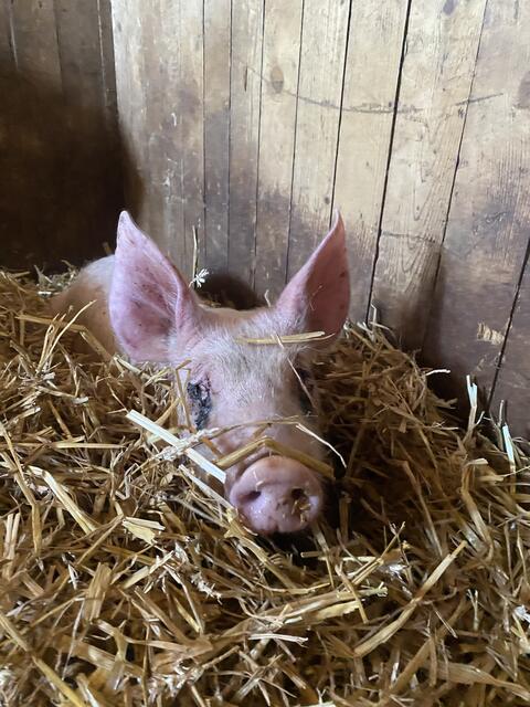 Fundferkel Rudi wird von der Pfotenhilfe Lochen aufgenommen. Nach ersten Einschätzungen dürfte er erst wenige Monate alt sein, also noch ein Schweinebaby.  | Foto: Pfotenhilfe Lochen