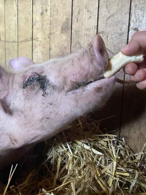 Foto: Pfotenhilfe Lochen