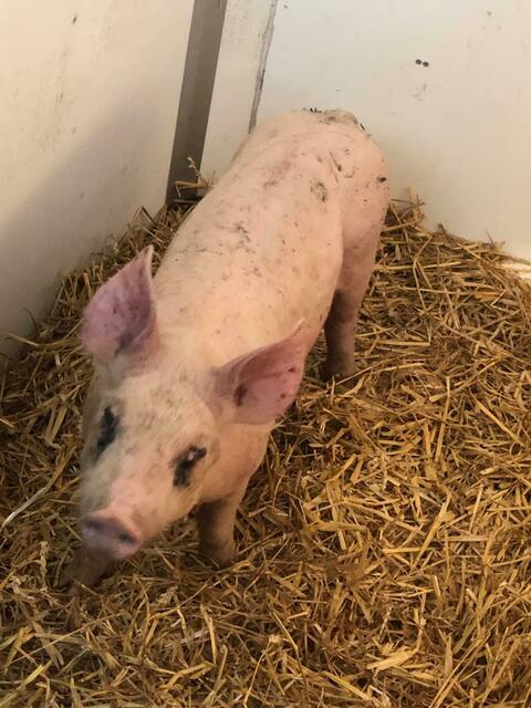 Rudi am Dienstag auf dem Weg zur Pfotenhilfe Lochen.  | Foto: Pfotenhilfe Lochen
