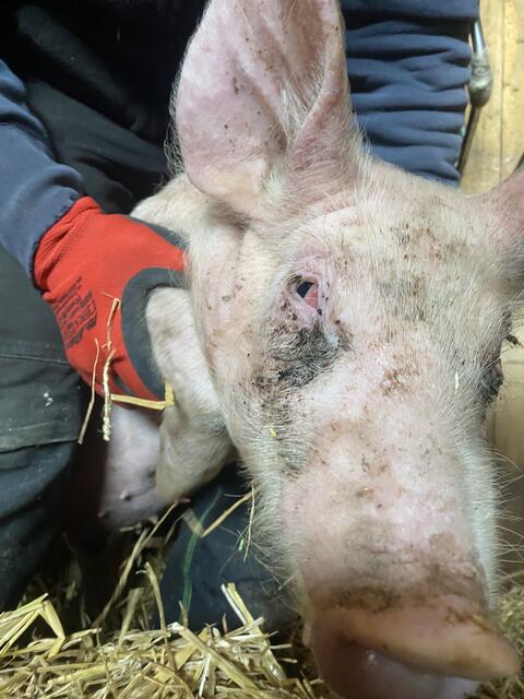 Foto: Pfotenhilfe Lochen