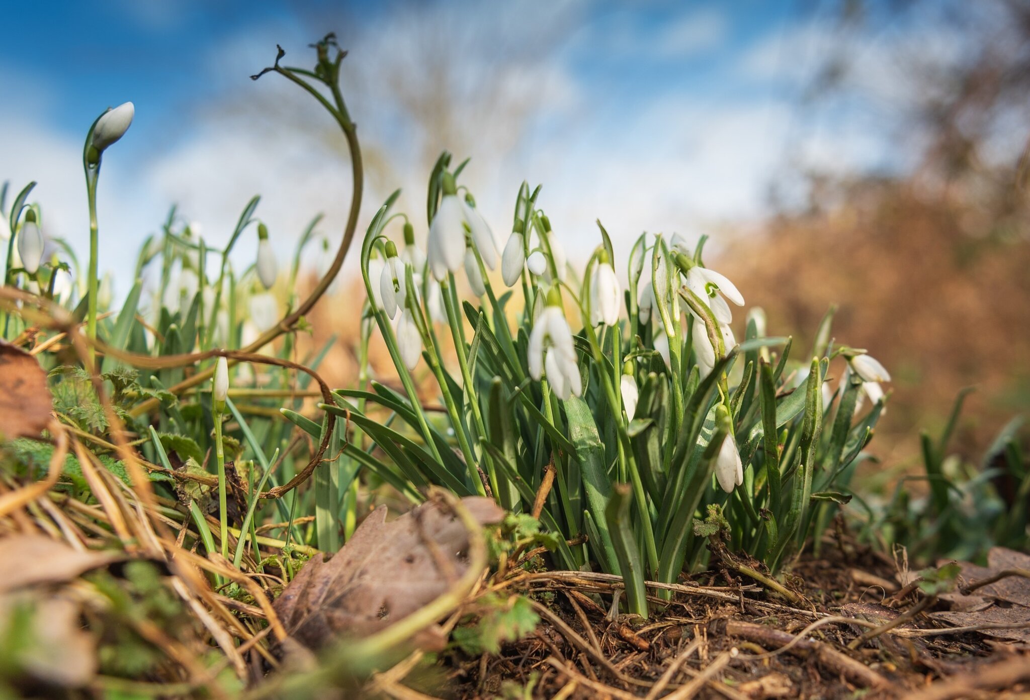 Natur in Tirol Garten im März Was gibt es zu tun? Tirol