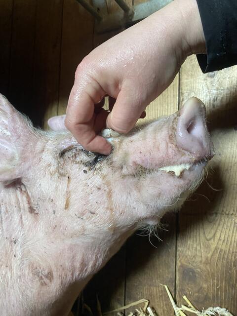 Foto: Pfotenhilfe Lochen