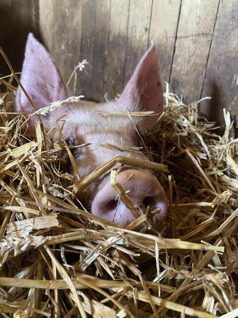 Fundferkel Rudi wird von der Pfotenhilfe Lochen aufgenommen. Nach ersten Einschätzungen dürfte er erst wenige Monate alt sein, also noch ein Schweinebaby.  | Foto: Pfotenhilfe Lochen