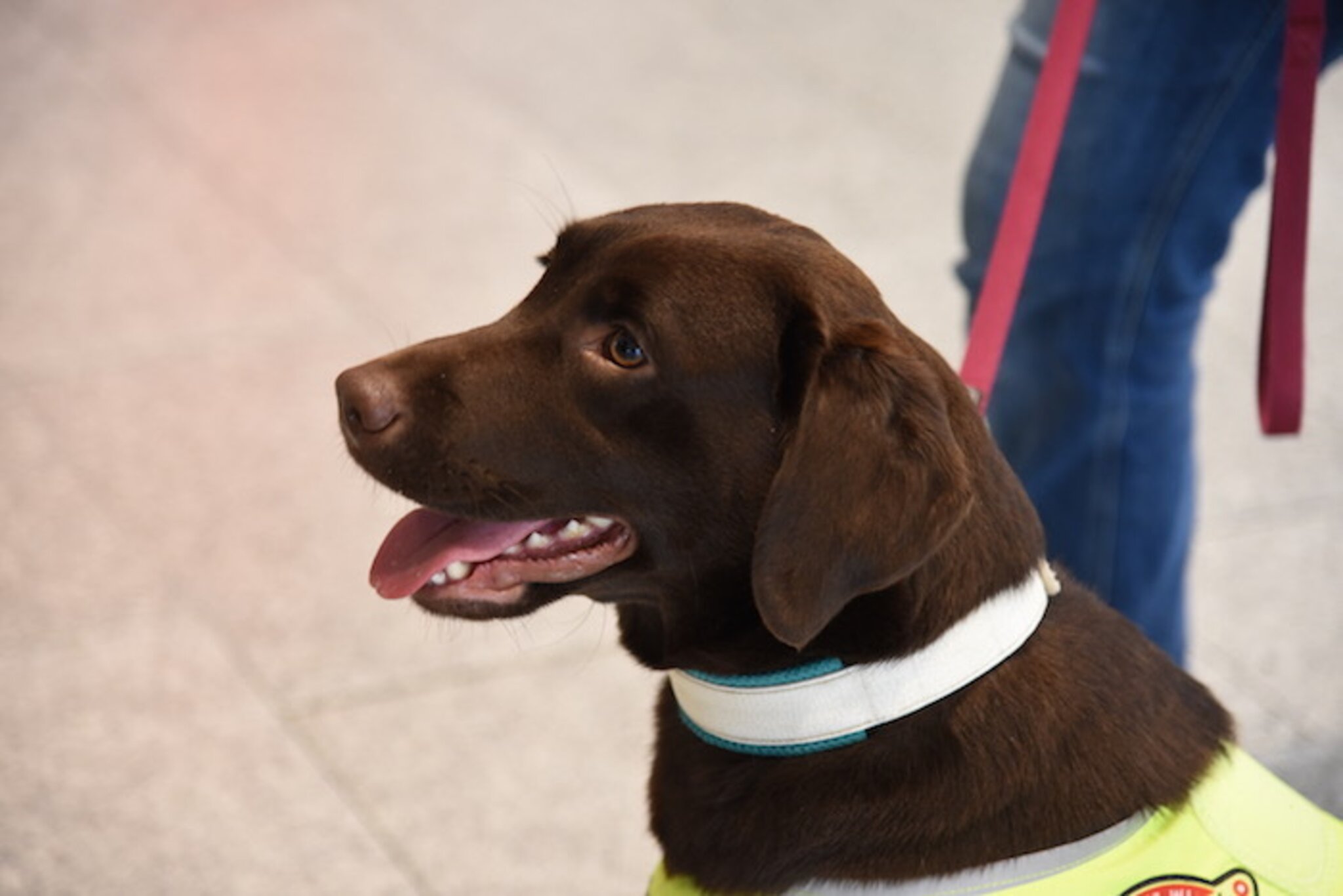 Assistenzhund Polly Geschafft! „Polly“ ist offiziell Assistenzhündin