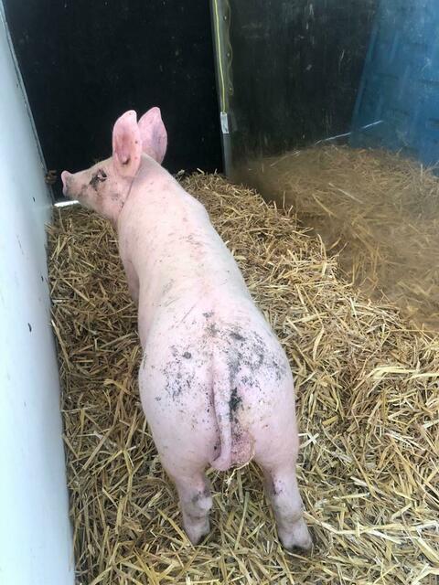 Rudi am Dienstag auf dem Weg zur Pfotenhilfe Lochen.  | Foto: Pfotenhilfe Lochen