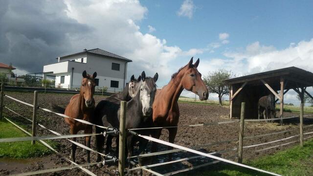 Foto: Julia Mitterbauer