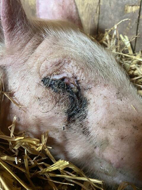 Foto: Pfotenhilfe Lochen