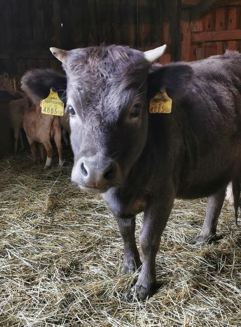 Foto: Julia Mitterbauer