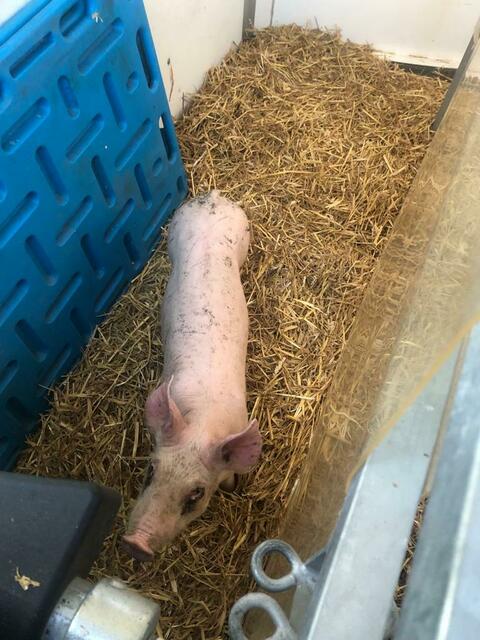 Rudi am Dienstag auf dem Weg zur Pfotenhilfe Lochen.  | Foto: Pfotenhilfe Lochen