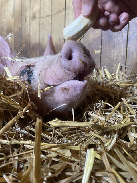 Fundferkel Rudi wird von der Pfotenhilfe Lochen aufgenommen.  | Foto: Pfotenhilfe Lochen