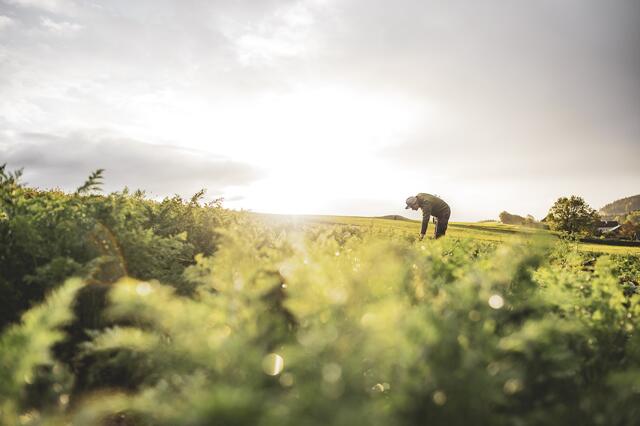 Bei einer Solawi werden Kosten, Risiko und Ernte aufgeteilt. | Foto: KukuvecPhotography
