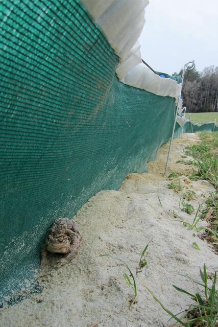 Erdkröten-Paar wandert entlang eines Krötenschutzzauns. © J. Kropfberger