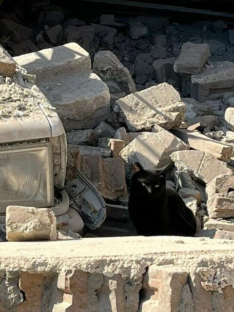 Foto: Tierhilfe Gusental/Animal control