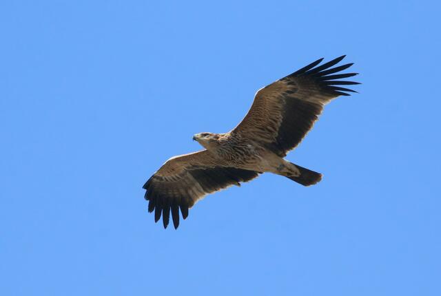 Zeugen, die den Greifvogelabschuss gesehen haben, werden gebeten sich zu melden. | Foto: BirdLife