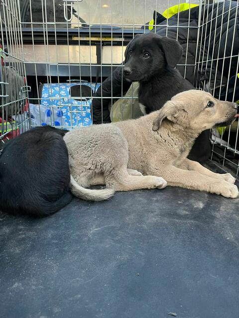 Foto: Tierhilfe Gusental/Animal control