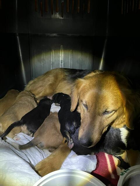 525 Tiere wurden aus den Trümmern geborgen. | Foto: Tierhilfe Gusental/Animal control