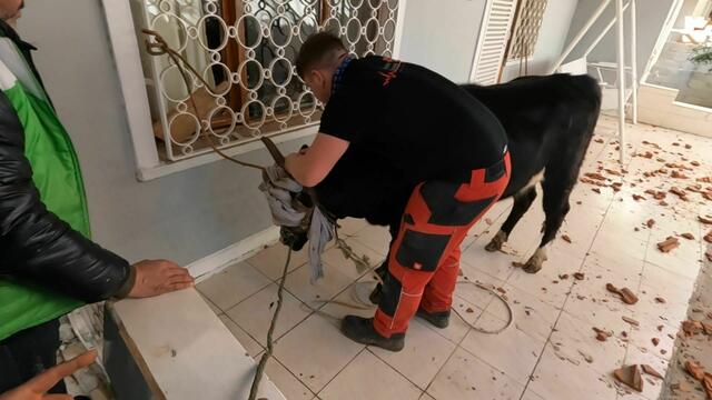 Foto: Tierhilfe Gusental/Animal control