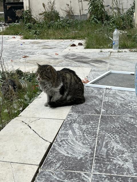 Foto: Tierhilfe Gusental/Animal control