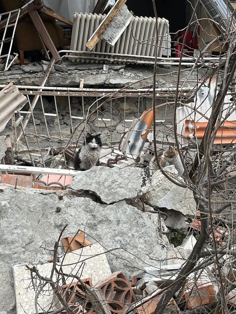 Foto: Tierhilfe Gusental/Animal control