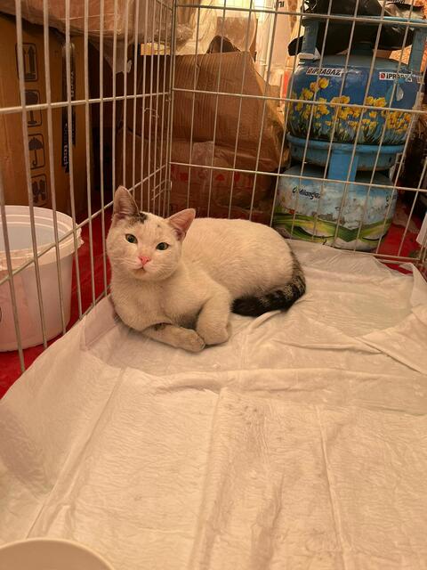 Foto: Tierhilfe Gusental/Animal control