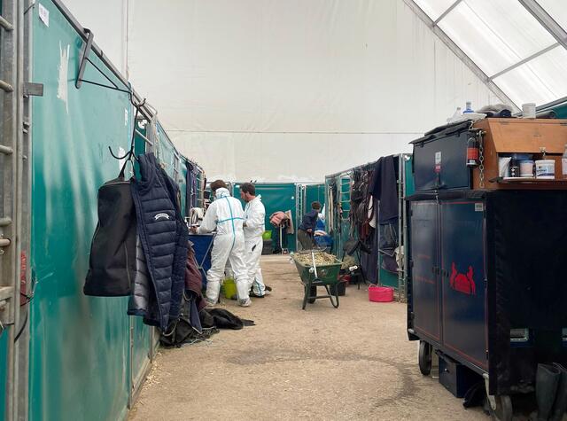 Hinter den Kulissen der Mittelmeer-Springreitserie werden alle Pferde auf den Herpes-Virus getestet. Die Tiere von Josefina Goess-Saurau sind nicht infiziert, aber in Quarantäne. | Foto: Privat