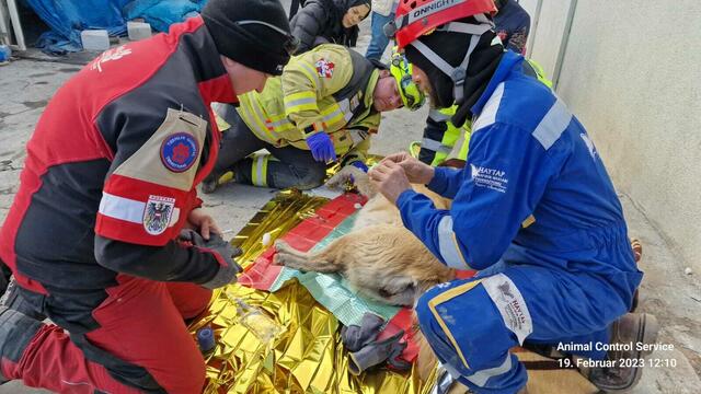 Gemeinsam kämpfte das neunköpfige Team aus Österreich und Deutschland um das Leben der Vierbeiner. | Foto: Tierhilfe Gusental/Animal control