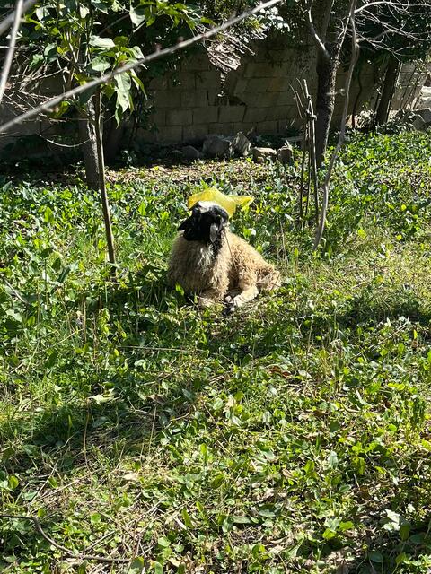 Foto: Tierhilfe Gusental/Animal control