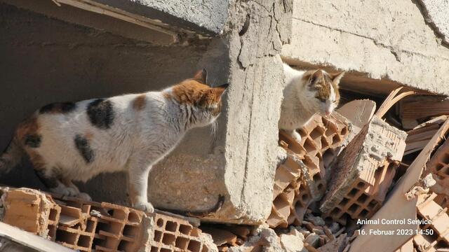 Foto: Tierhilfe Gusental/Animal control