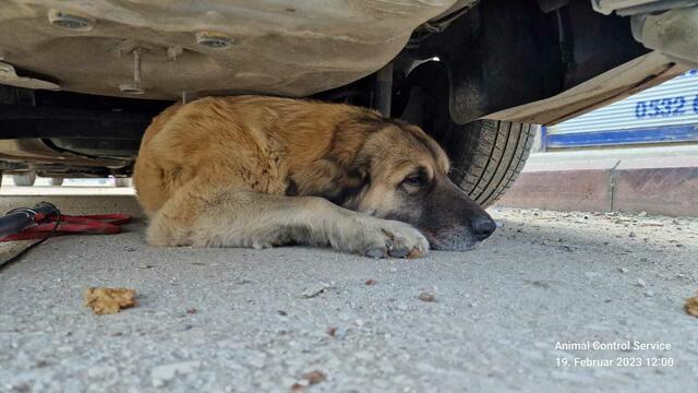 Foto: Tierhilfe Gusental/Animal control