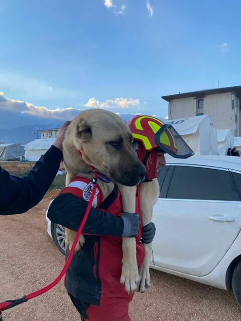 Foto: Tierhilfe Gusental/Animal control