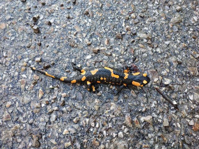 Die Wanderungen stehen vor der Tür. | Foto: Amphibienschutz Altlengbach