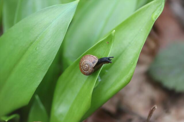 Bärlauch dürfte auch dem kleinen 🐌 Schnecki schmecken.