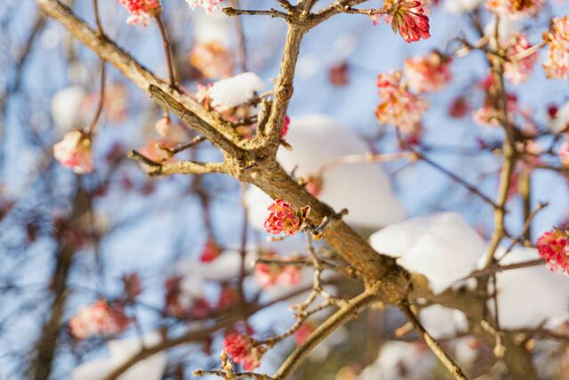 Auch im Winter findet man blühende Bäume | Foto: Silvia Lieder-Kleinschmid