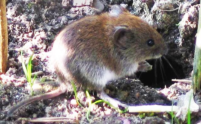 Die Rötelmaus überträgt das Hantavirus. Die Erreger finden sich in deren Kot, Speichel und Urin. | Foto: Archiv