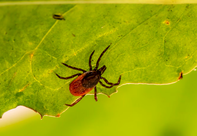 Schützen Sie sich mit einer Impfung vor FSME. | Foto: Unsplash