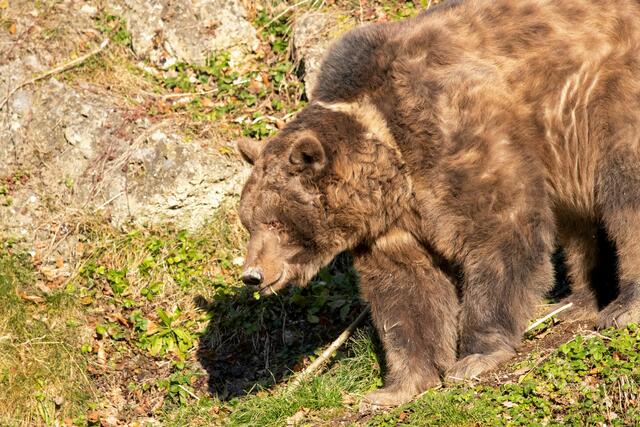 Vor wenigen Tagen wurde der Bär gesichtet, wie er sein Winterquartier im oberen Teil des Außenbereichs verließ. | Foto: Gisela Brechenmacher