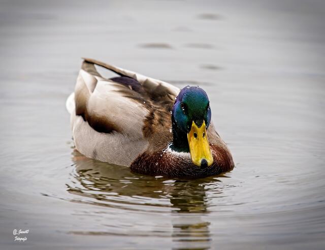 ........die Wasserperlen sind am Haupt stehen geblieben ....