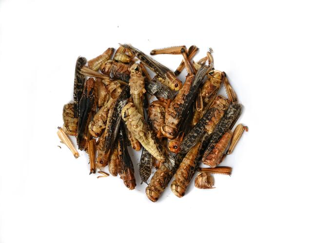 Insektenmehl kann in verschiedensten Lebensmitteln vorkommen. | Foto: OÖ Bauernbund