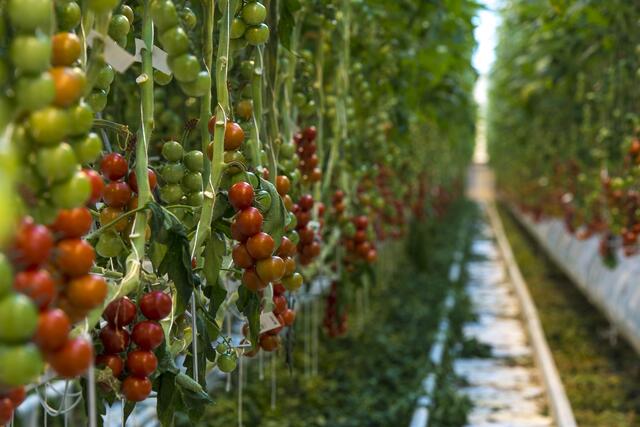 In der Frutura Thermal-Gemüsewelt in Bad Blumau können ganzjährig Tomaten angebaut werden. Damit leistet das Unternehmen einen wichtigen Beitrag zur Versorgungssicherheit in der Steiermark.  | Foto: Rene Strasser