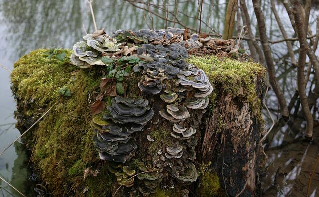 Pilze - immer fleißig im Abbauen organischer Materialien