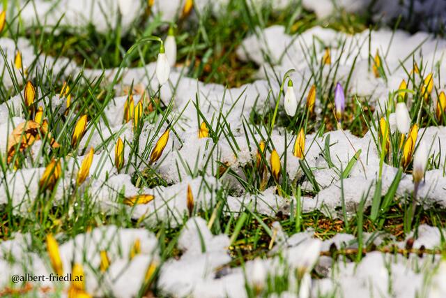 Der Frühling steht vor der Tür. | Foto: Albert Friedl