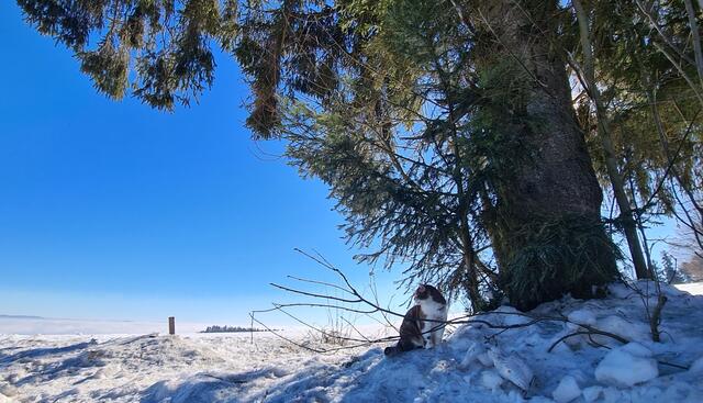 Blauer Himmel und viel Schnee in Oberpeilstein 