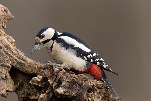 „Specht“ von Dorothea Post (Fotoclub der Naturfreunde Vöcklabruck)

 | Foto: Dorothea Post