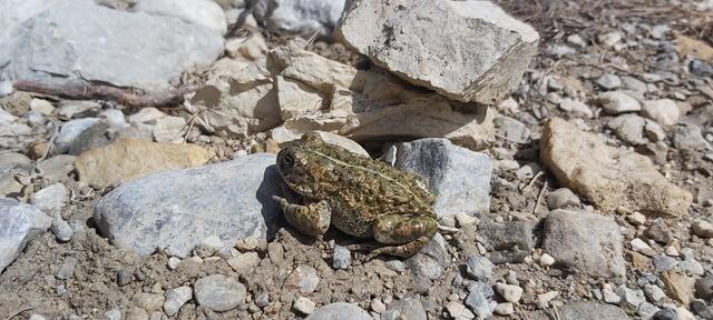 Im Rahmen des LIFE-Lech Projekts wurden unter anderem 38 neue Laichgewässer für Amphibien wie die Kreuzkröte geschaffen. | Foto: Naturpark Tiroler Lech/Schneider