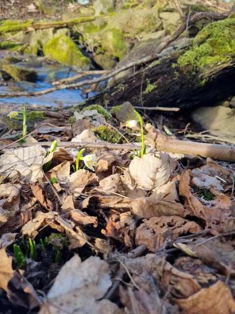 Die ersten Frühlingsknotenblumen stecken schon ihr blühendes Köpfchen aus der Erde. Der Frühling lässt grüßen!