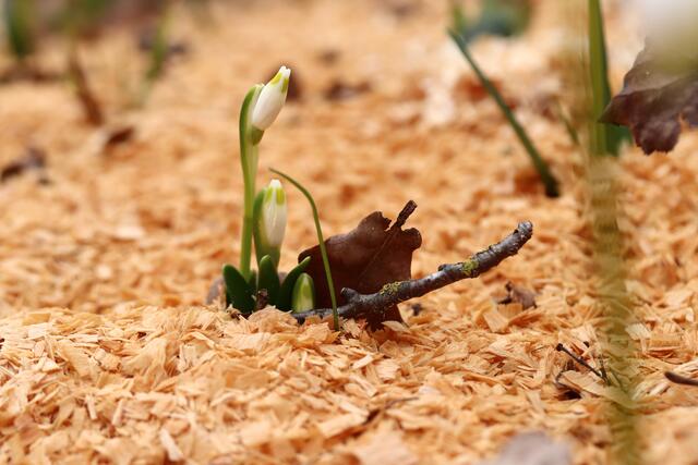 ....warten diese, 
auf Holzspänen "gebetteten" Frühlingsknotenblumen,
 auf die Sonne, um ihre hübschen Blüten zu zeigen.
