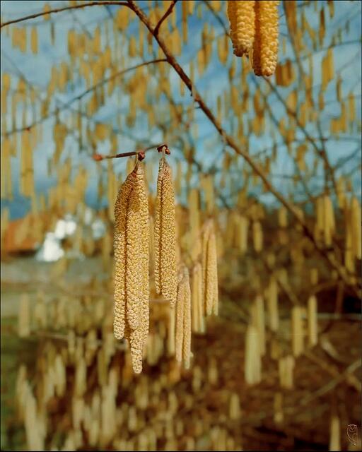 Schwere Zeiten für Allergikerinnen und Allergiker kündigen sich an.
 | Foto: Josef Glaser