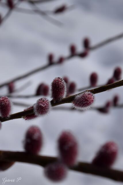Langsam aber sicher wäre ich auch bereit für den Frühling und die bunte Farbenpracht :) 
Mein rotes Palmkätzchen ist es auch wenn auch rund herum noch Schnee liegt  | Foto: Gabriele P.