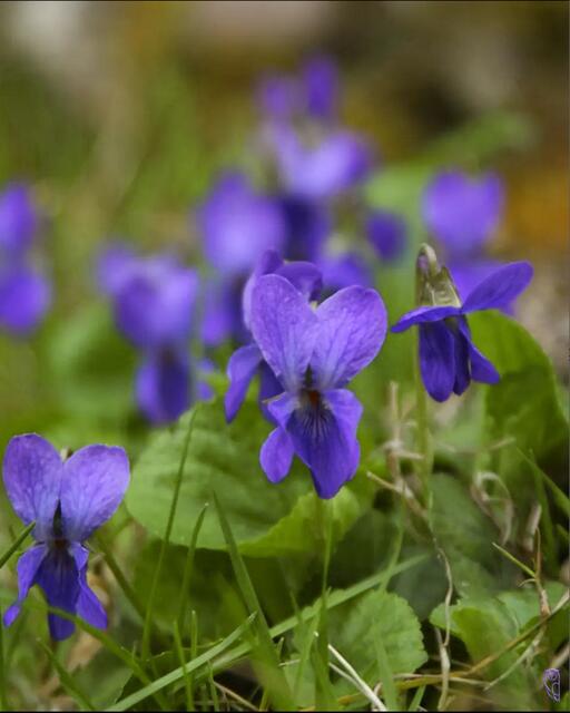 Ei Veilchen liebes Veilchen
so sag doch einmal an
warum gehst du ein Weilchen
den Blumen all voran

Weil ich bin gar zu kleine
drum komm ich vor dem Mai
denn käm ich nicht allein
so gingt ihr mir vorbei
 | Foto: Josef Glaser
