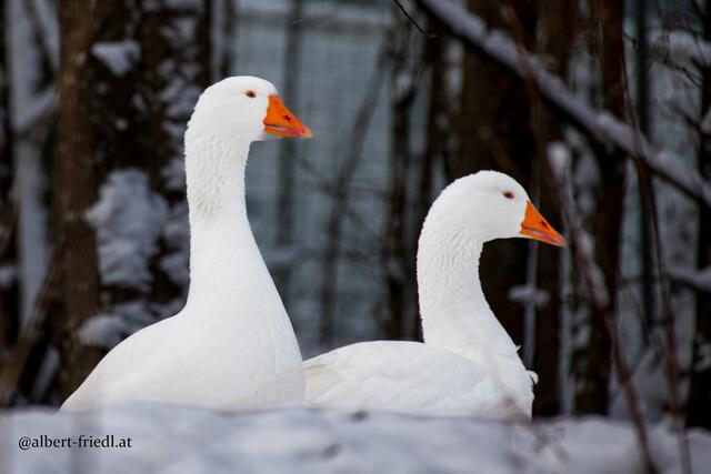 Die Gänse im Schnee | Foto: Albert Friedl